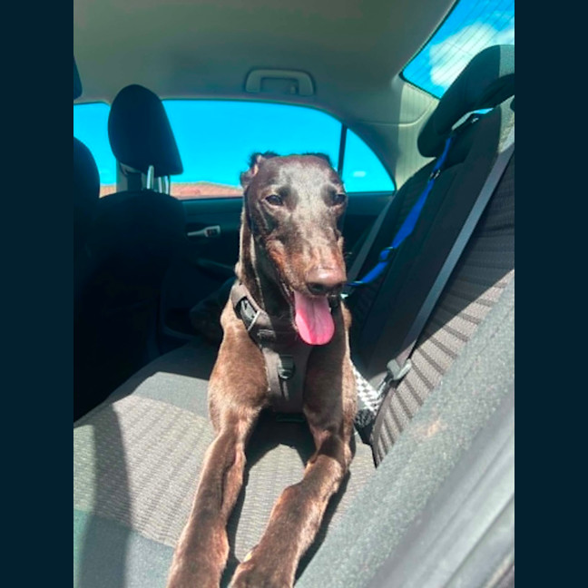 Photo of Digger, The Greyhound