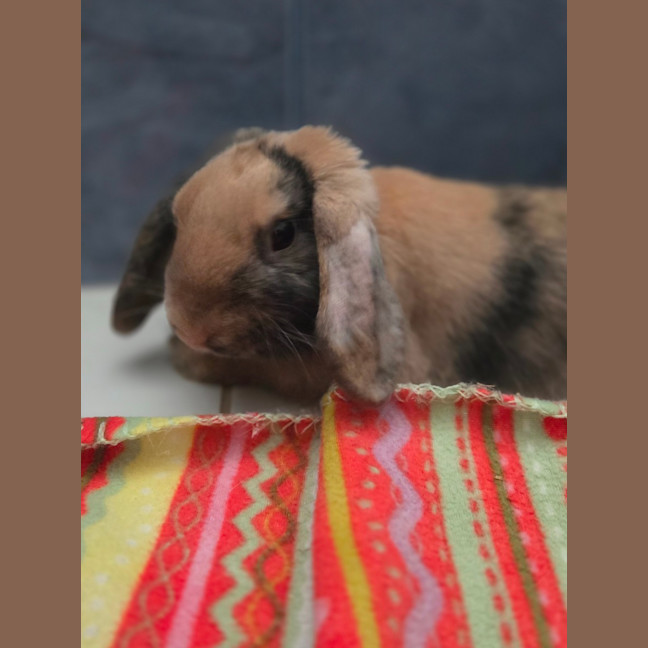 Photo of Peanut