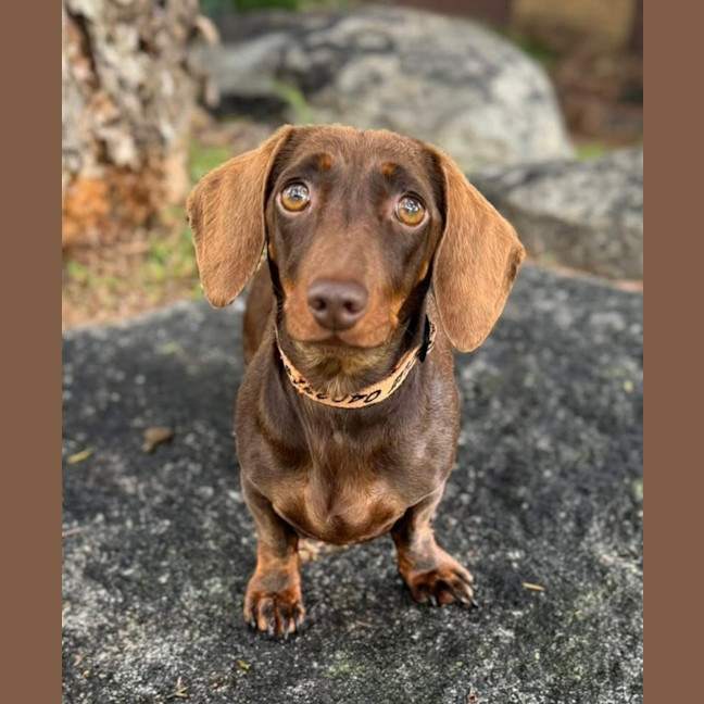 Photo of Penny