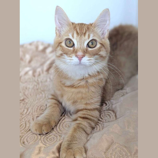 Photo of Sully