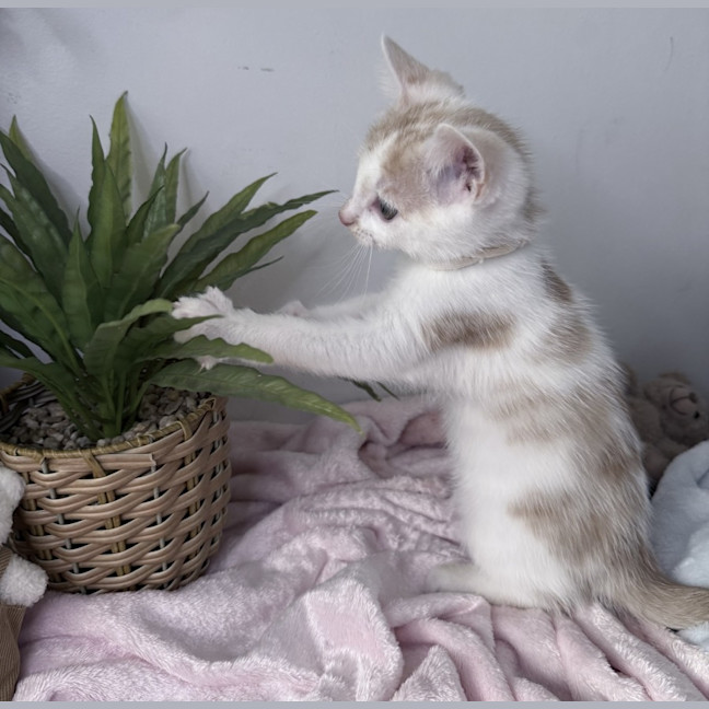 Photo of Peaches 🪷