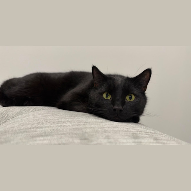 Photo of Otis