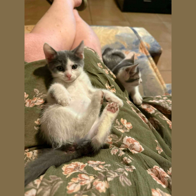 Photo of Misty