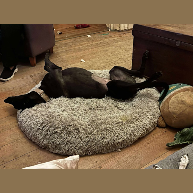 Photo of Sonya, The Cat Friendly Greyhound