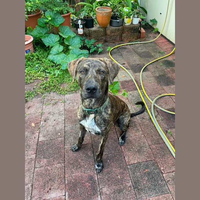 Photo of Humphrey   10 Month Old Bull Mastiff X