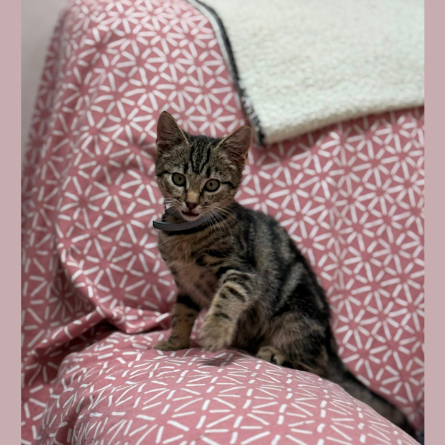 Photo of Squeak (9229)