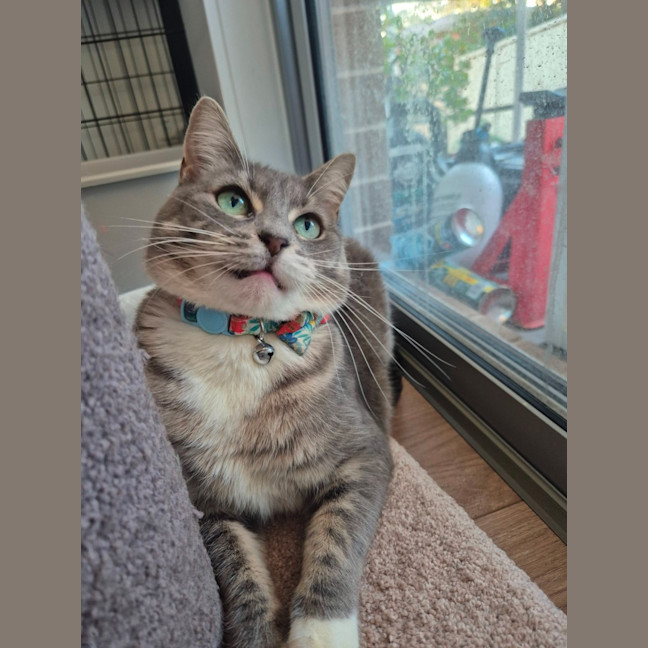 Photo of Minty