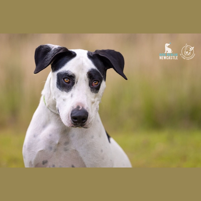 Photo of Roger   2 Year Old Bull Arab X