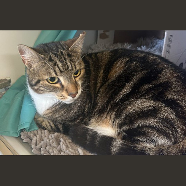 Photo of Maximus