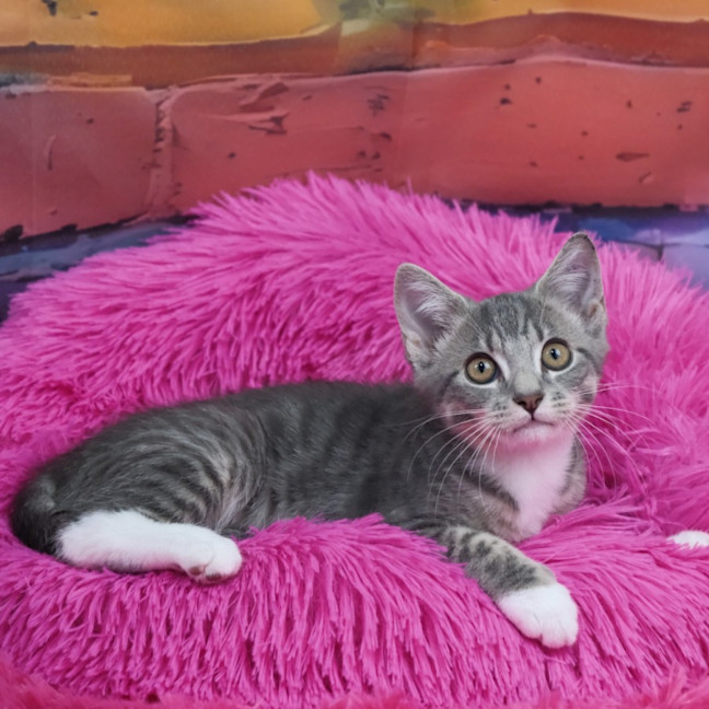 Photo of Penny