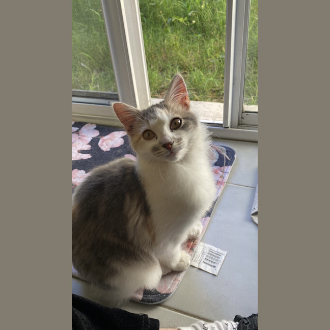 Photo of Willow