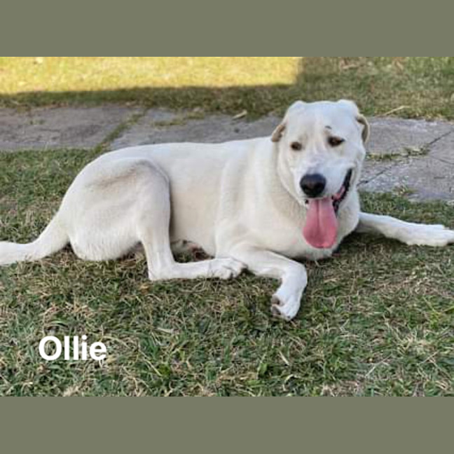 Photo of Ollie