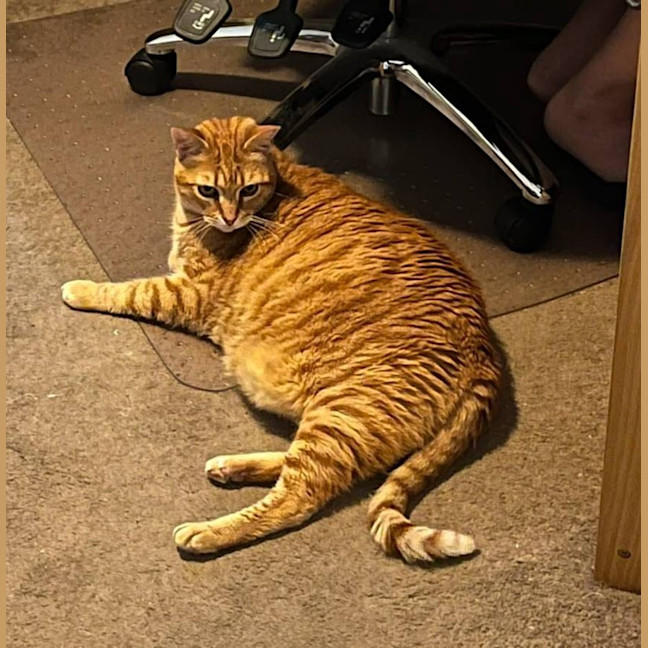 Photo of Cosmos/Garfield 