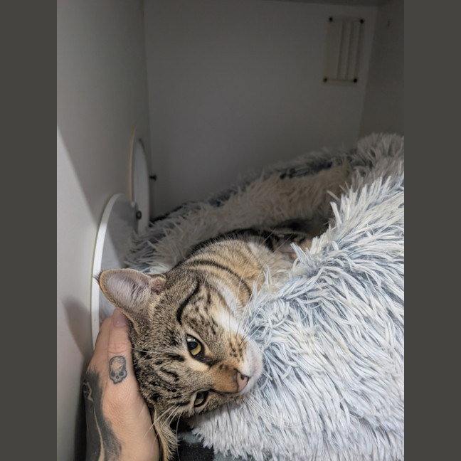 Photo of Louie