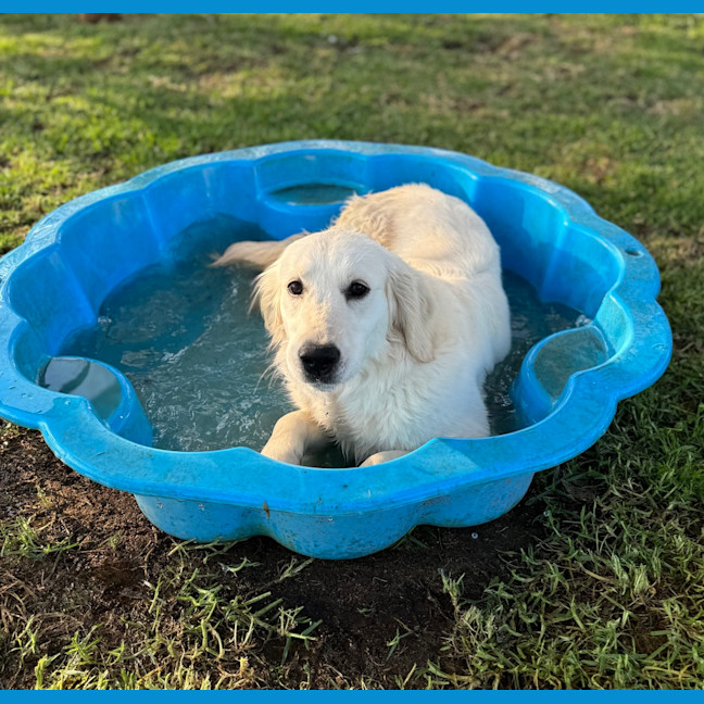Photo of Bailey