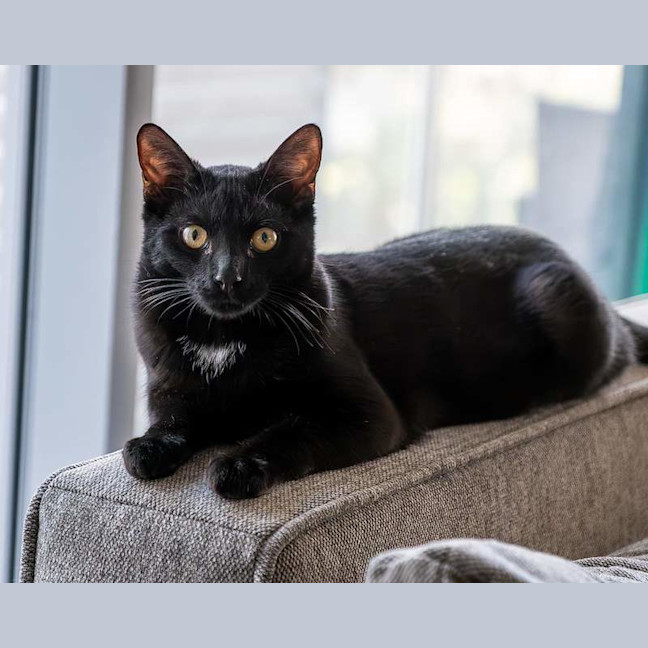 Photo of Olive