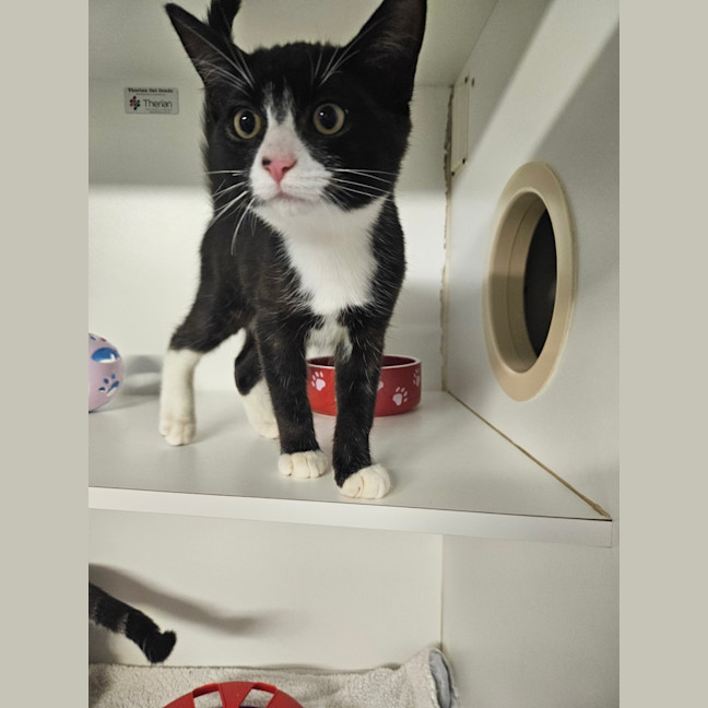 Photo of Sir Pounce