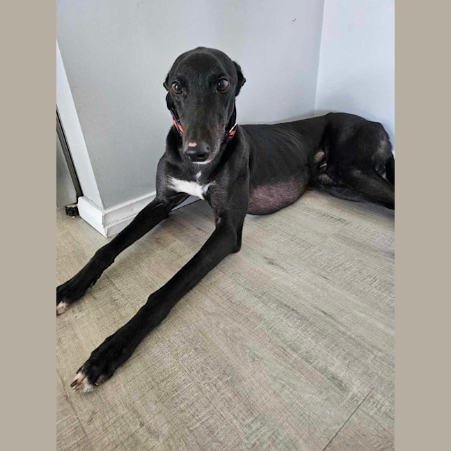 Photo of Rodney, The Cat Friendly Greyhound