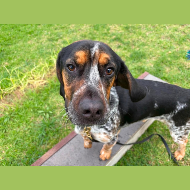 Photo of Paddy (68443)