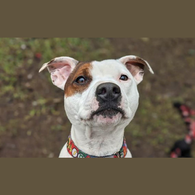 Photo of Bohdi