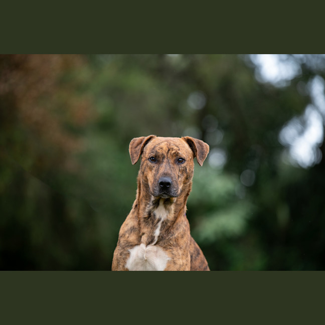 Photo of Remy