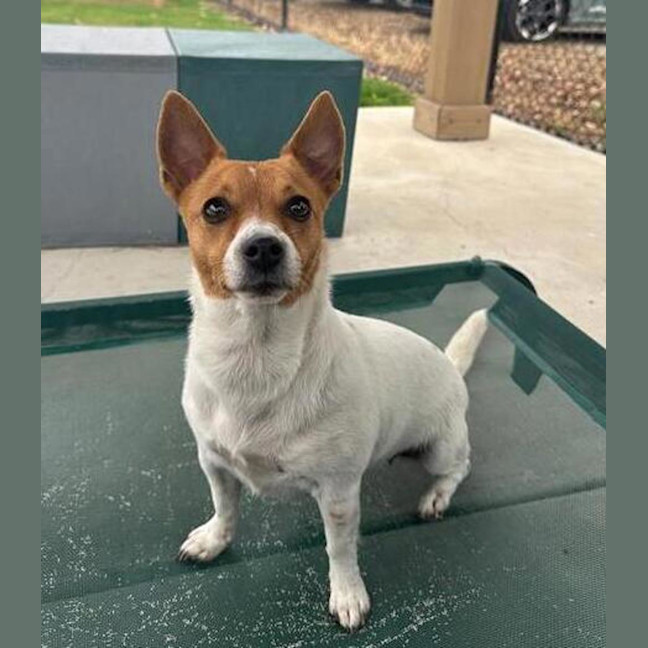 Photo of Nala