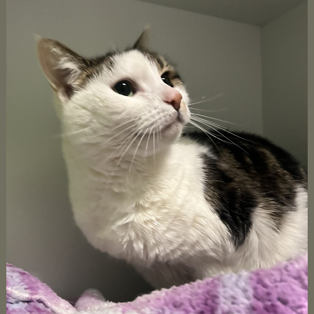 Photo of Tilly