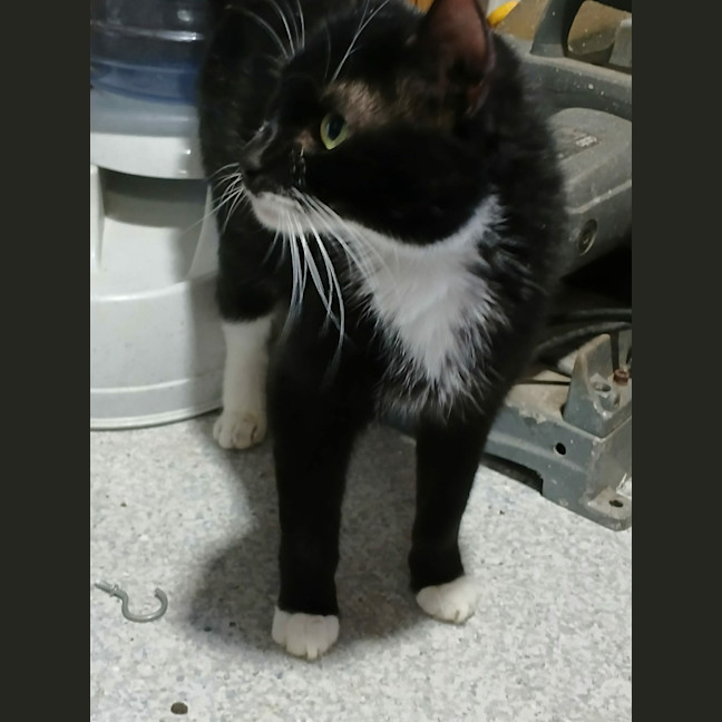 Photo of Sasha *9 Lives Project Rescue*