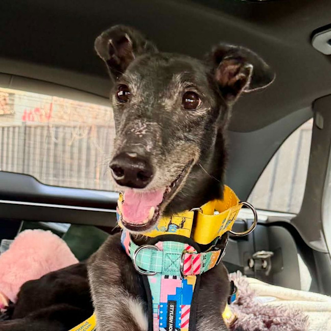 Photo of Jasper The Greyhound