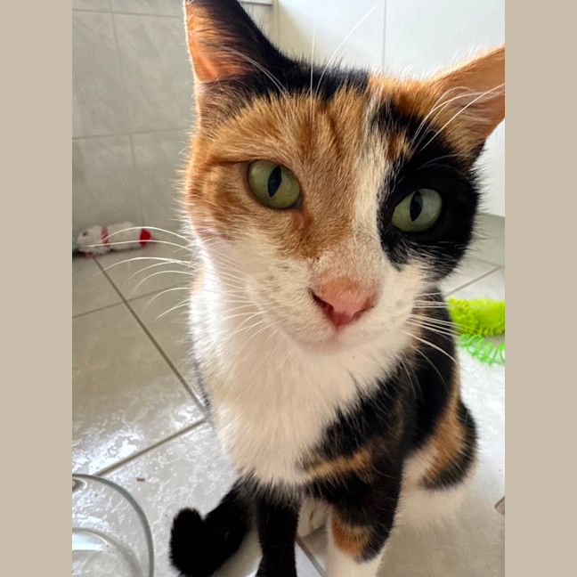Photo of Mittens