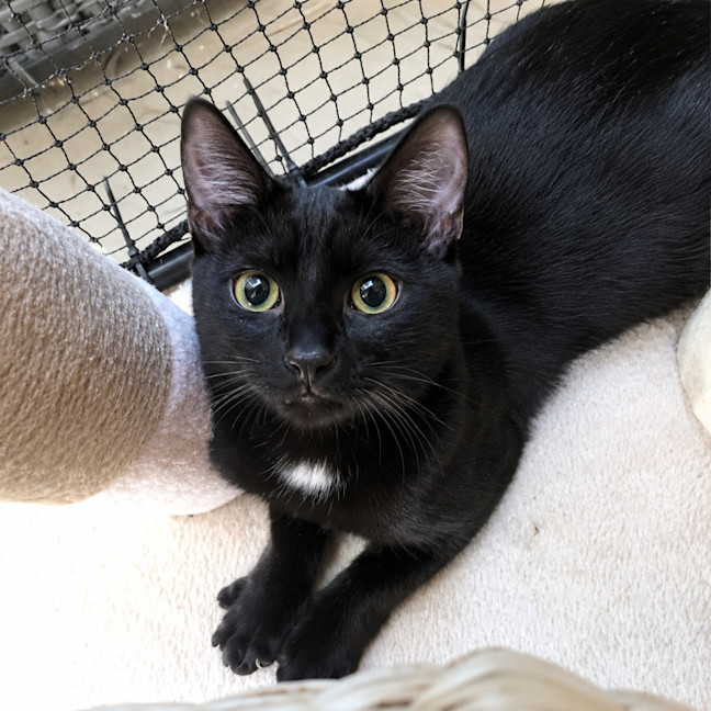 Photo of Shadow