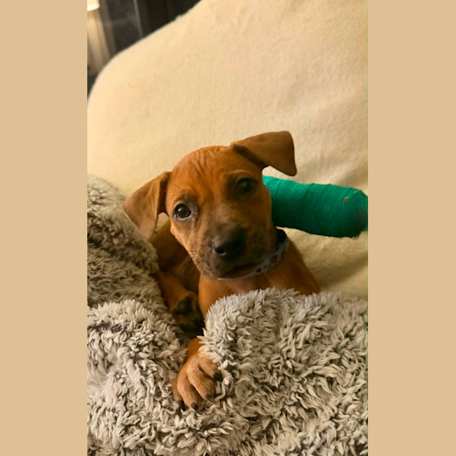 Photo of Beanie Weanie 