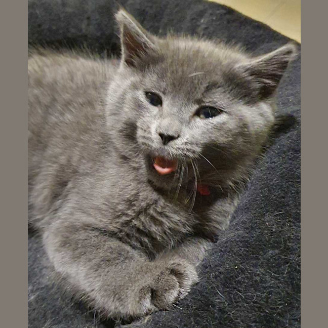 Photo of Harvey ** 2nd Chance Cat Rescue**