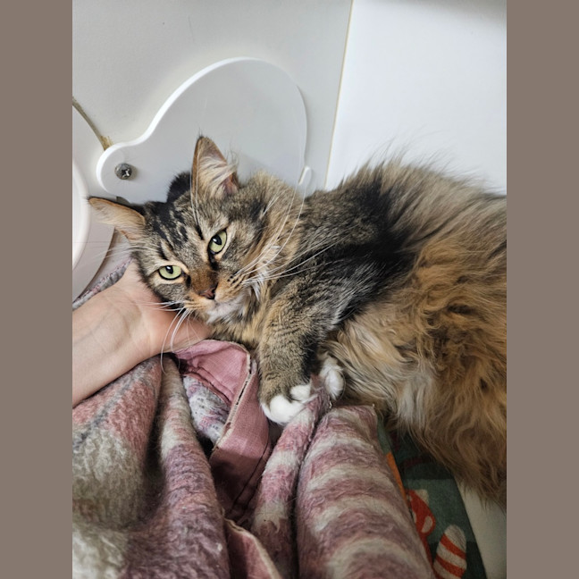 Photo of Clover