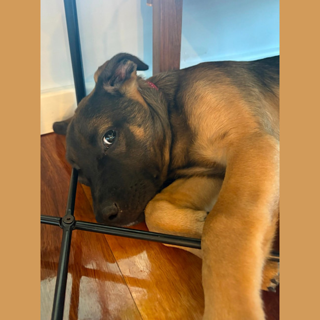 Photo of Lief   12 Week Old German Shepherd X