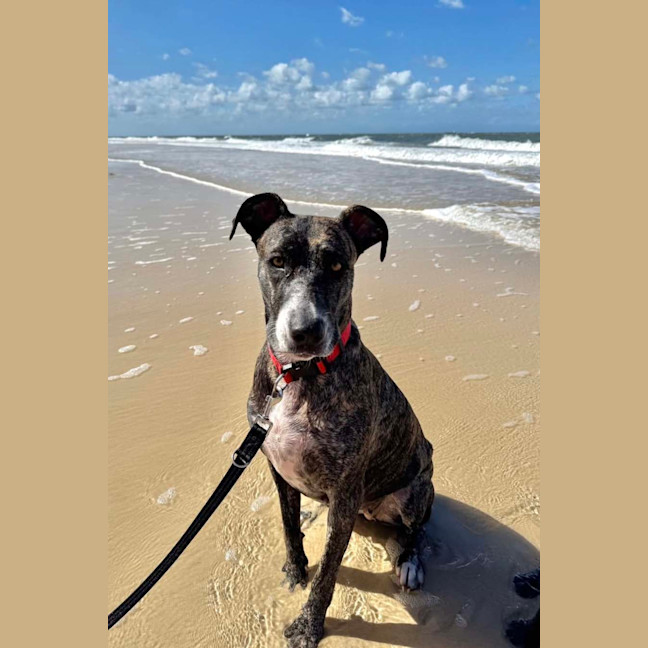 Photo of Maisy *$350 Adoption Fee*