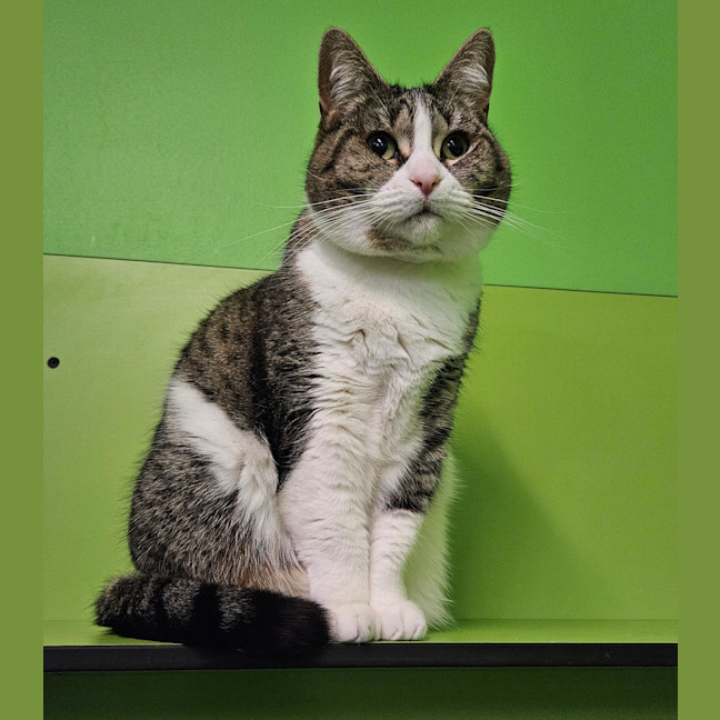 Photo of Nala