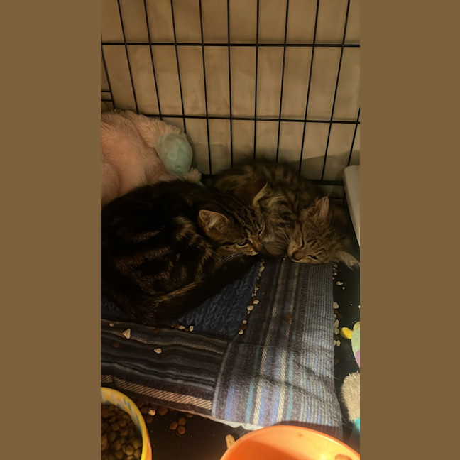 Photo of Ned & Clyde