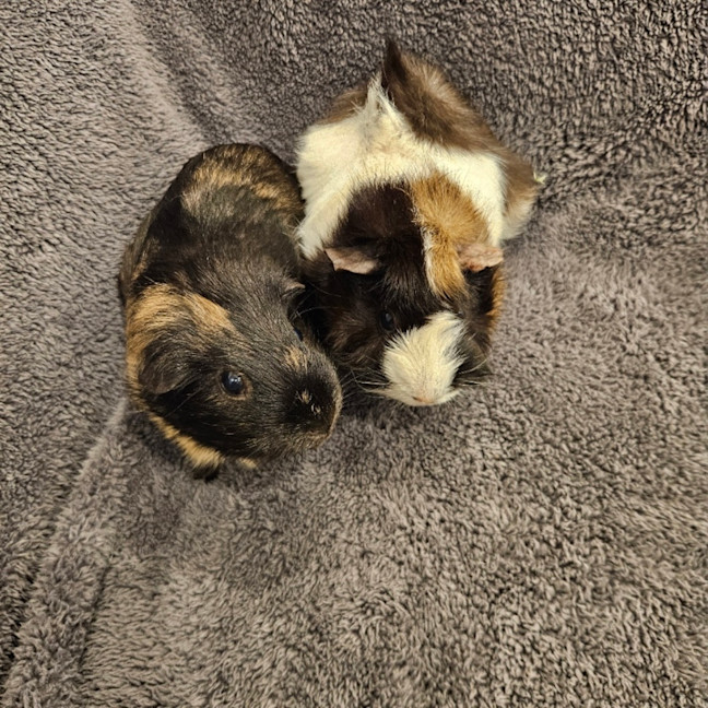 Photo of Daisy & Poppy