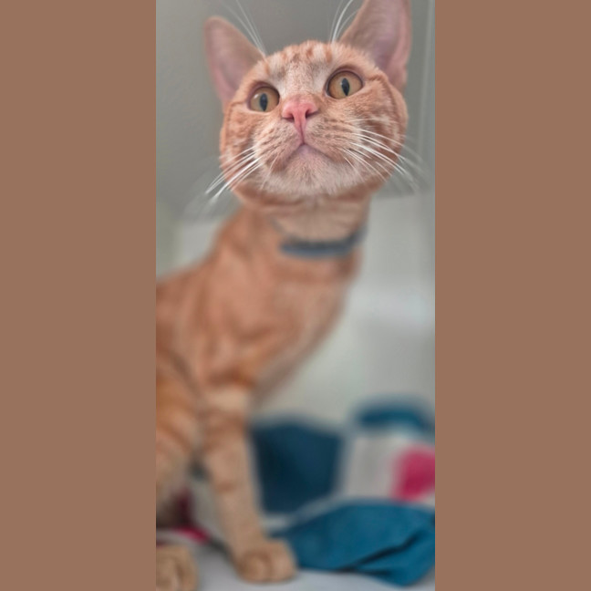 Photo of Sir Tigga (9029)