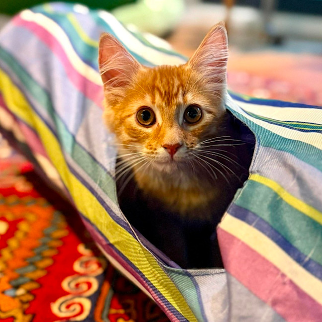 Photo of Salsa   In Foster Care In Brunswick East