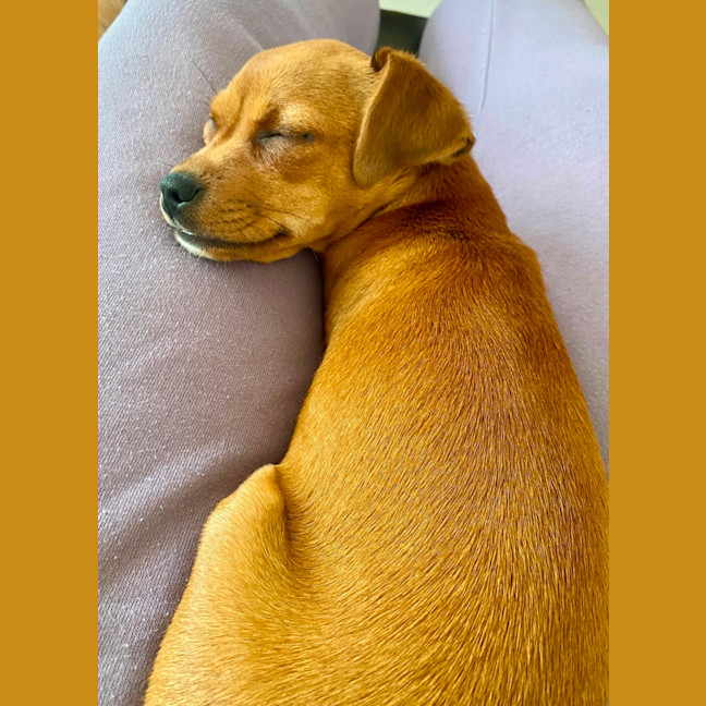 Photo of Coco
