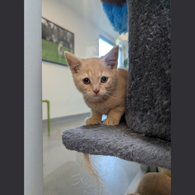 Photo of Sundae