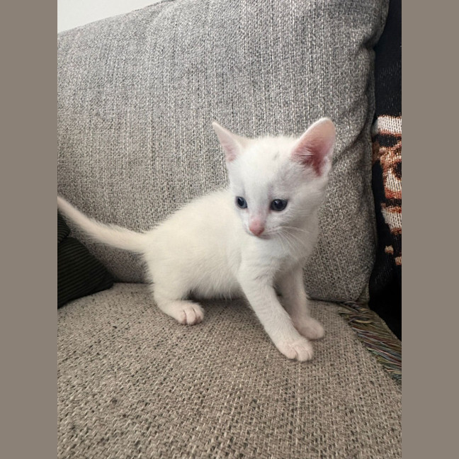 Photo of Karen / Cinnomoroll