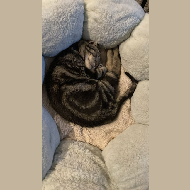 Photo of Harley 