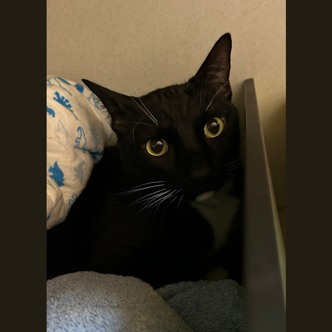 Photo of Cosmo