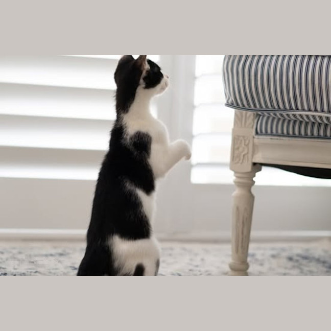 Photo of Oreo