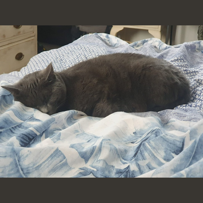 Photo of Daphne