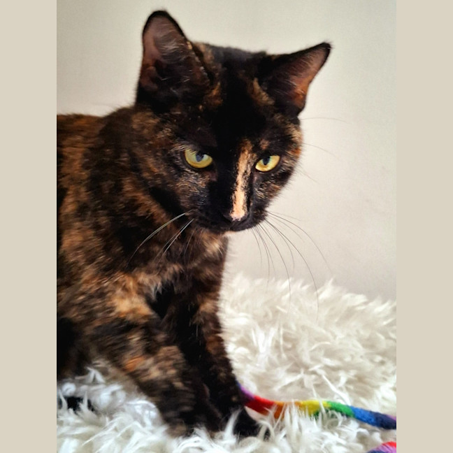 Photo of Poppy 