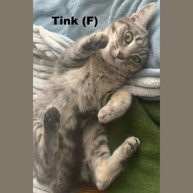 Photo of Tink